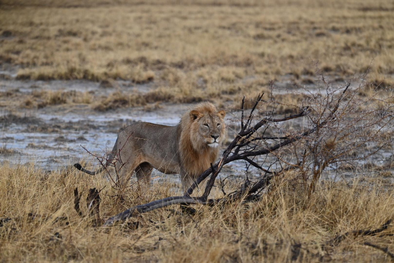 Windhoek: 3-Day Guided Safari in Etosha with Lodge