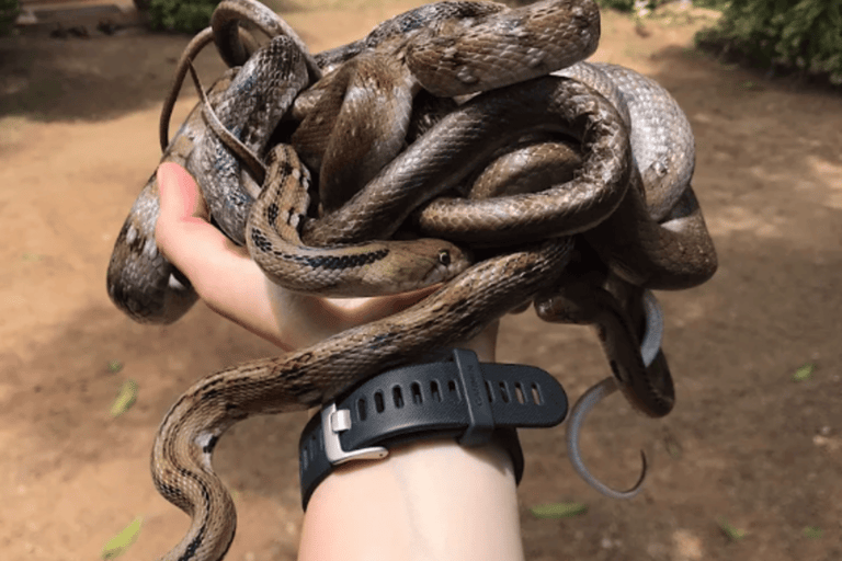 From Mirissa: Snake Conservation Farm Tour with Transfer