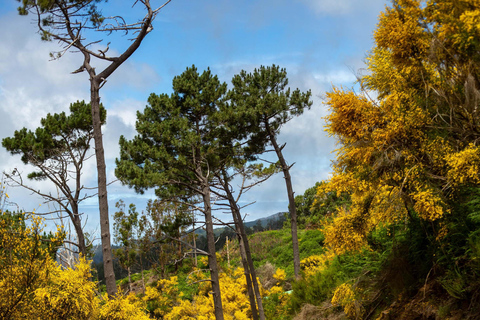 Madère : Trail Thrill Buggy Tour