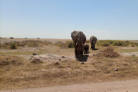 Nairobi: Amboseli National Park Day Trip with Lunch Luxury Landcruiser Option