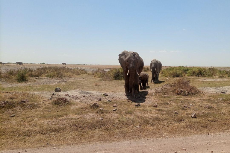 Nairobi: Amboseli National Park Day Trip with Lunch Luxury Landcruiser Option