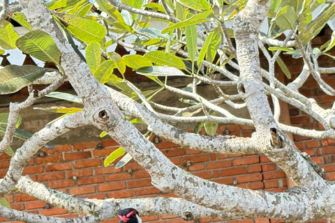 Bentota: River Boat Safari and Tuk-Tuk Ride with Pickup-Drop