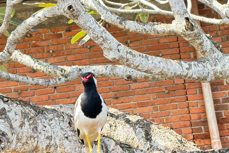 Bentota: River Boat Safari and Tuk-Tuk Ride with Pickup-Drop