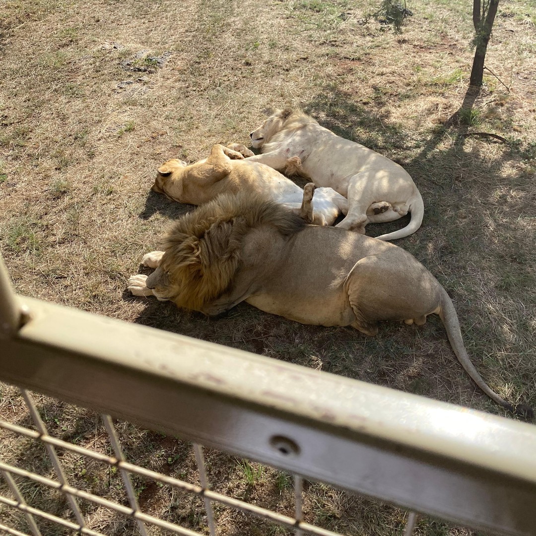 メディア コラージュ