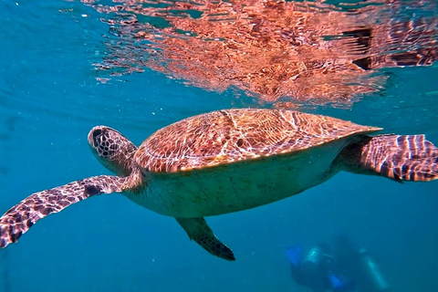 aus Rio de Janeiro: Tauchen in Buzios