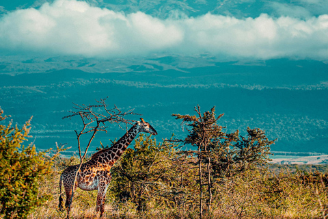 6 dagar Kilimanjaro Machame Route