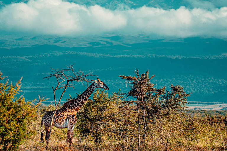 6 giorni di Kilimanjaro Percorso Machame