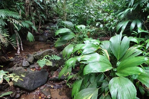 St. Vincent: Rainforest & Beach Guided Tour with Pickup