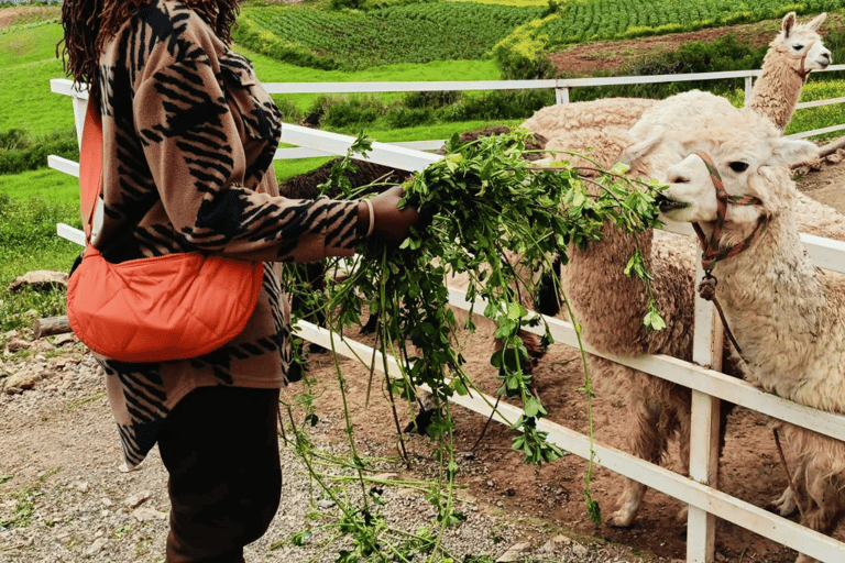 The Llamas and Alpacas Experience in Racchi Ayllo