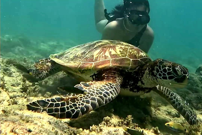 Cebu: Oslob Whale Sharks, Aguinid Falls & Moalboal Snorkling Shared Tour Option