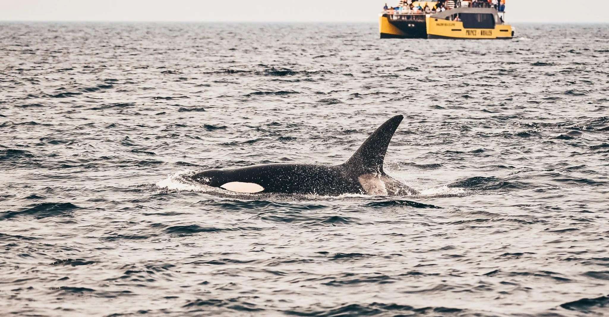 Vancouver: Covered Whale Watching Adventure with Free Photos