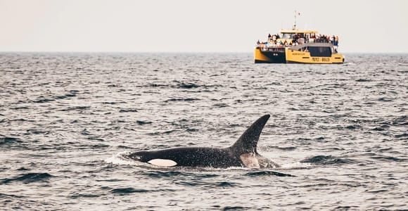 Vancouver: Wal- und Wildtierbeobachtung mit Gratis-Fotos