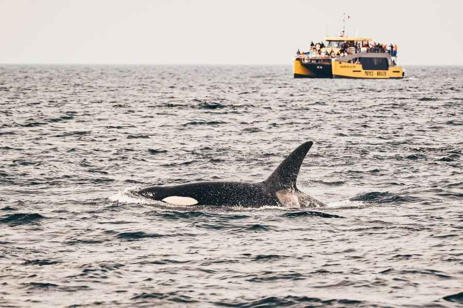 Vancouver, BC: Whale Watching-Tour. Foto: GetYourGuide