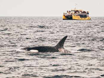 Vancouver, BC: Whale Watching-Tour