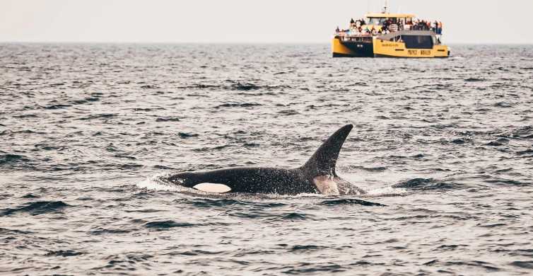 Vancouver, BC: Whale Watching Tour