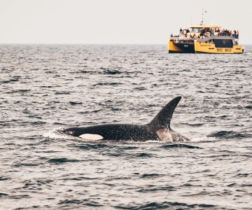 Vancouver : observation de baleines