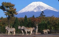 Mt Fuji , Highlight tour ed esperienza indimenticabile - Hizvo
