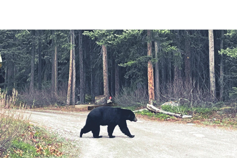 Aventura en el campo de hielo Columbia, cañón Mistaya y lago Peyto