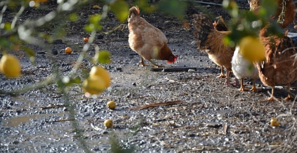 Naxos: Farm Tour - Kids edition