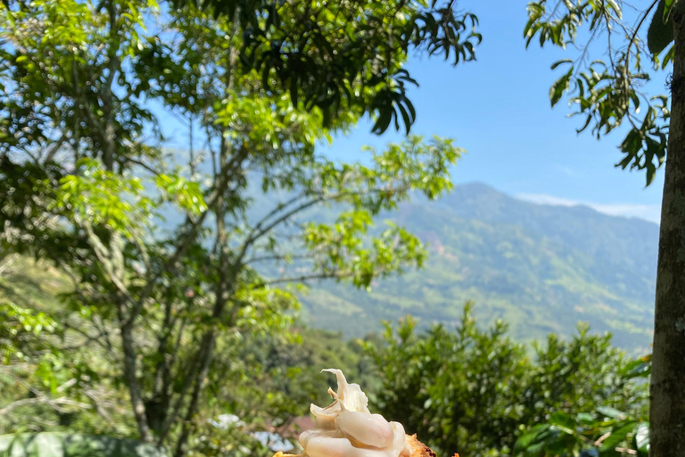 Medellin : Visite d&#039;une ferme de cacao et fabrication de chocolat, près de la villeVisite guidée