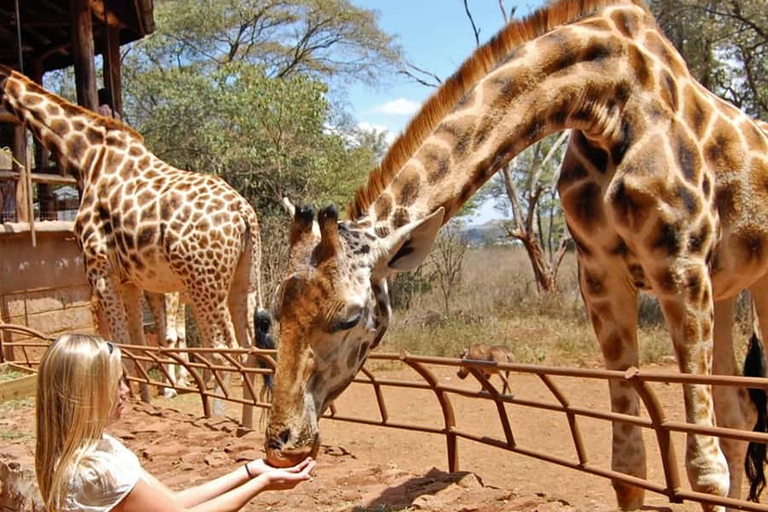Mombasa: Half-Day Haller Park Giraffes Feeding Experience