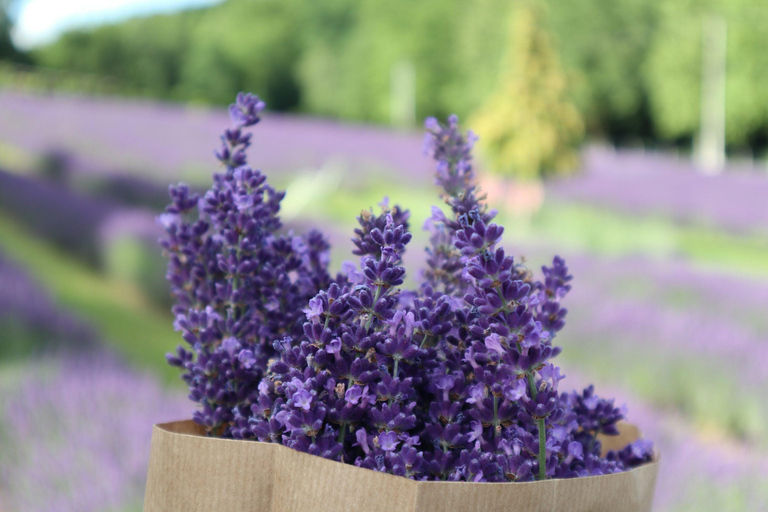 Bariloche: Lavender Farm Guided Tour with Tea Service