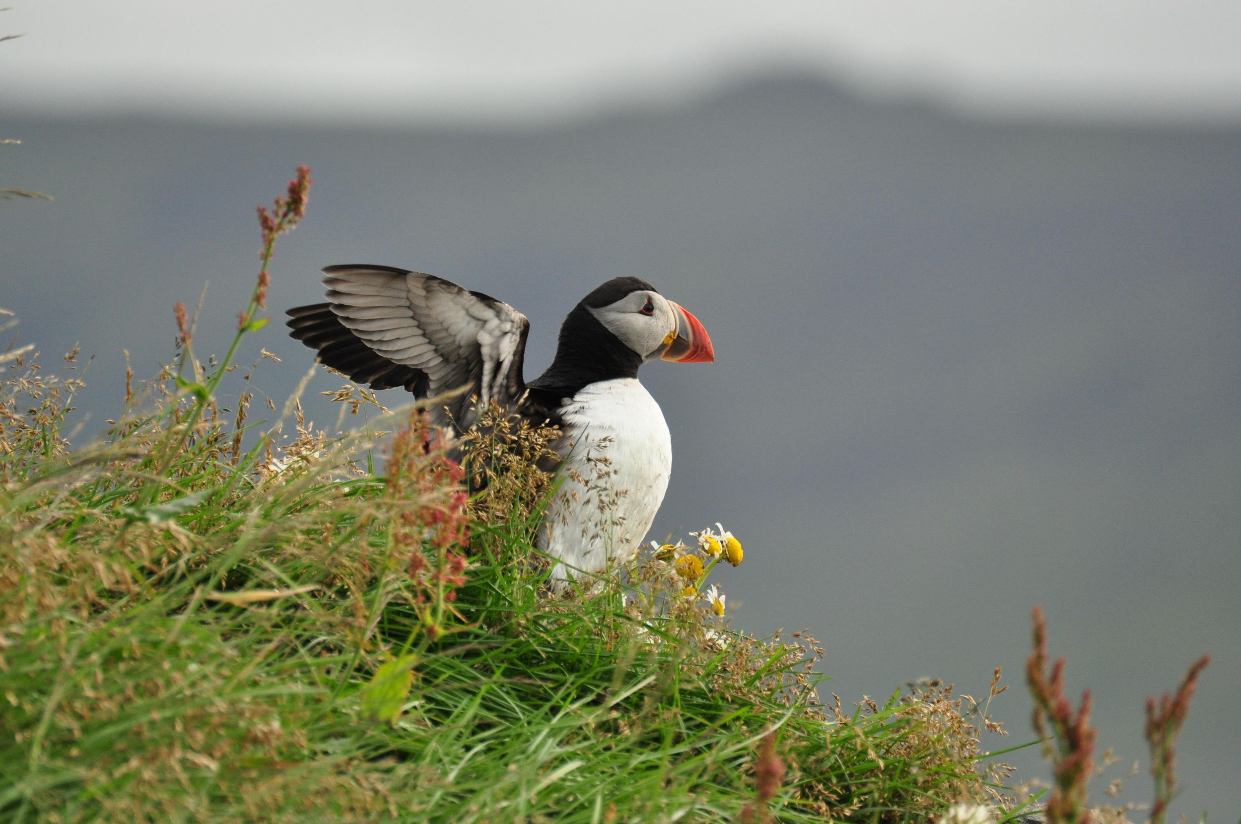 Vestmannaeyjar: Vulkanische Aussichten & Papageientaucher-Paradies Quad-Tour