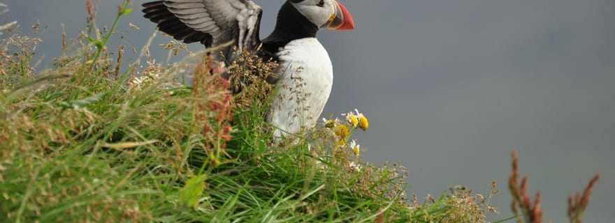 Vestmannaeyjar : excursion en quad, vues volcaniques et paradis des macareux