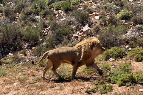 Aquila Game Reserve, nabrzeże V&amp;A, transport i lunch