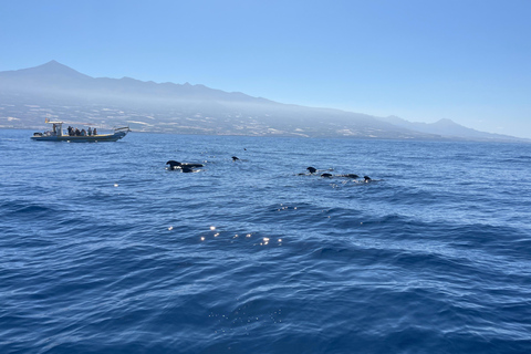 Masca Gorge Guided Hike + Boat Ride + Transport