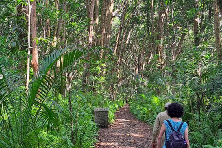 Jozani Forest & Turquoise Waters Turtle Swim at Salaam Cave TOUR WITHOUT HOTEL PICKUP AND DROP OFF
