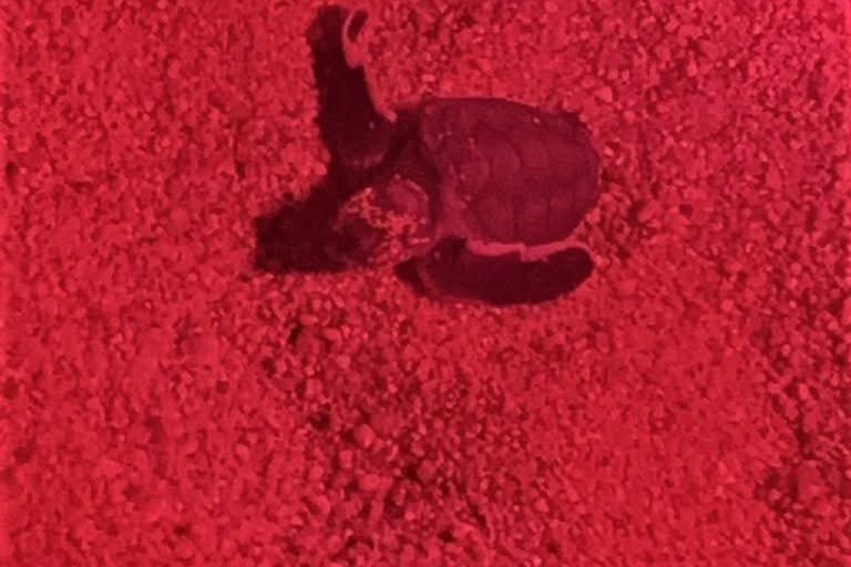 Huatulco: Nighttime Sea Turtle Monitoring guided by a biologist Hiking and Nighttime Sea Turtle Monitoring