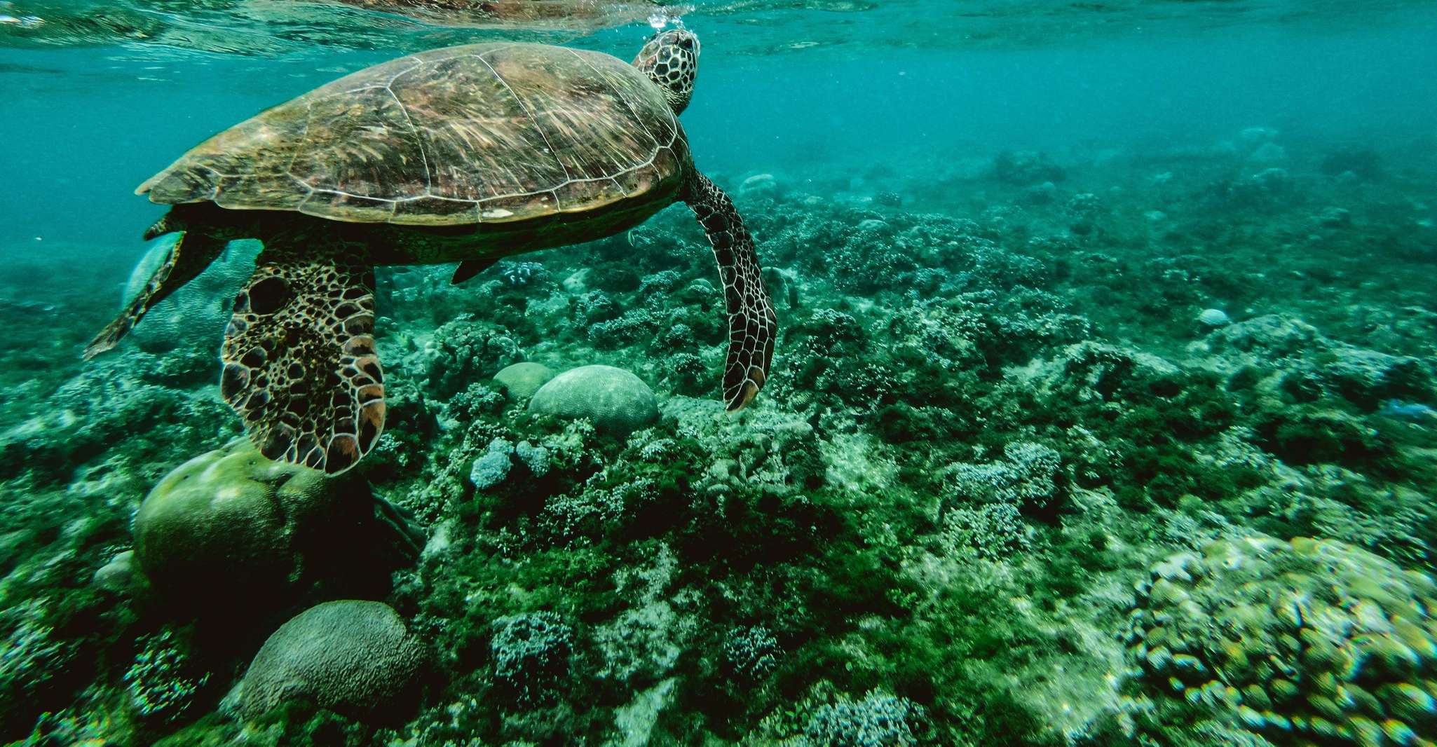 Lahaina, Turtle Town Snorkeling Trip with Photo and Video - Housity