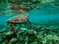 Lahaina, Turtle Town Trip en apnée avec photo et vidéo - Housity