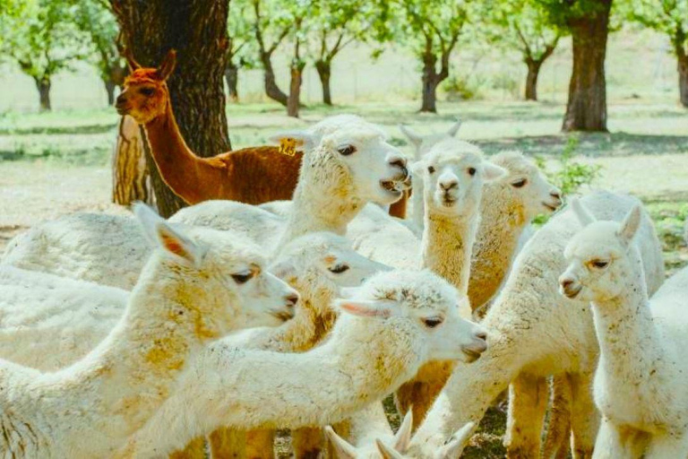 All Inclusive Shamakhi Alpaca &amp; Wine Tour