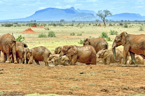 Safári de 6 dias no Quênia para Amboseli e Tsavo Oeste e Leste.