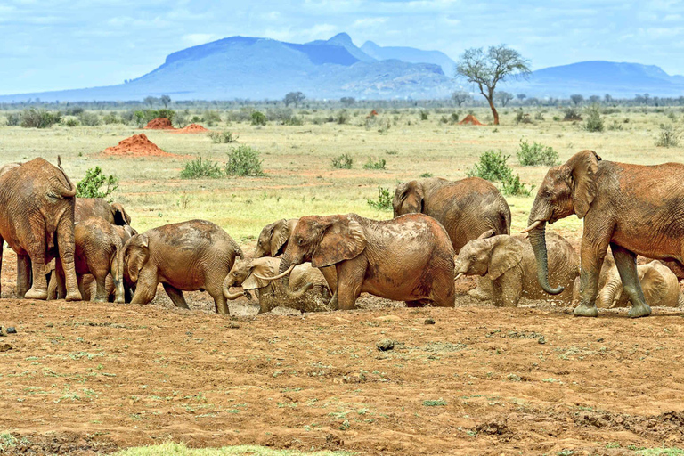 Safari in Kenya di 6 giorni ad Amboseli e Tsavo ovest e est.