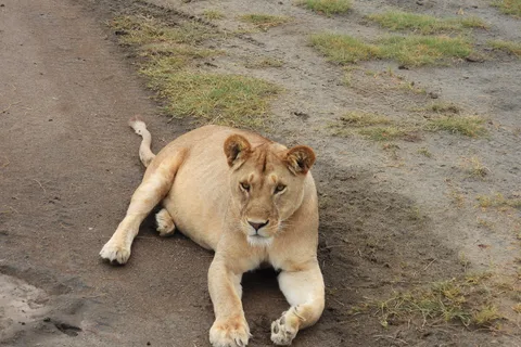 Tanzania: 10-Day Safari and Zanzibar Beach Holiday