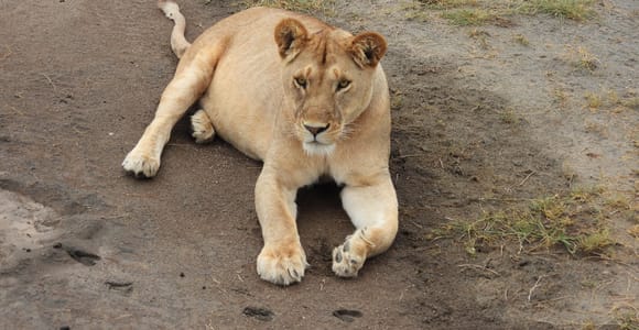 Tanzania: 10-Day Safari and Zanzibar Beach Holiday