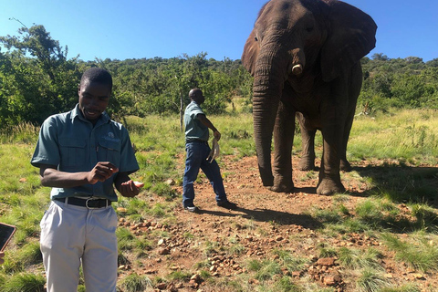 Vanuit Johannesburg: Dagtrip olifanten- en apenopvangcentrum