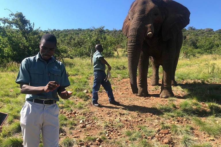 Vanuit Johannesburg: Dagtrip olifanten- en apenopvangcentrum