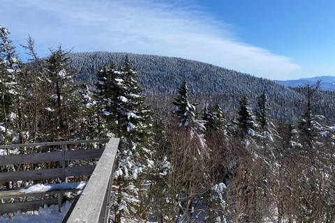 Montreal: Canadian Forest Guided Tour by Snowmobile Snowmobile for One Person
