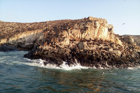 Lima: Tour a Isla Palomino Aventura Marina