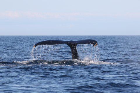 Funchal: Garanzia di osservazione dei delfini e delle balene in barca a velaNuota con i delfini opzione extra