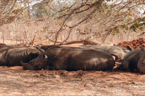 Zambezi-Wildwasser-Rafting &amp; White Rhino Walking Safari Combo