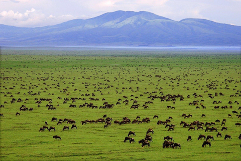 7-dniowe safari w Serengeti z wielką migracją antylop gnu