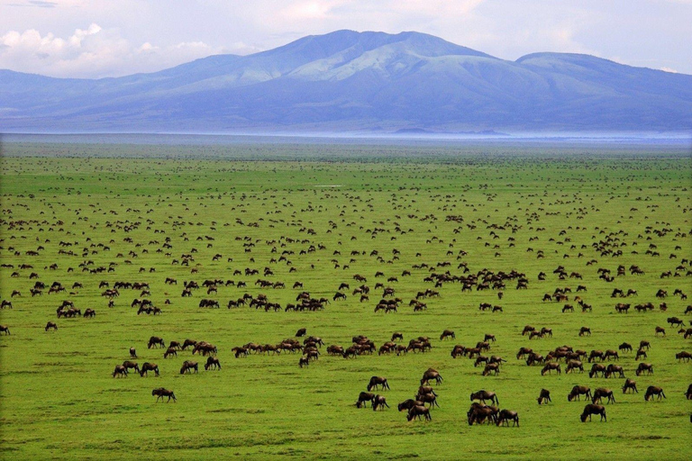 7-dniowe safari w Serengeti z wielką migracją antylop gnu