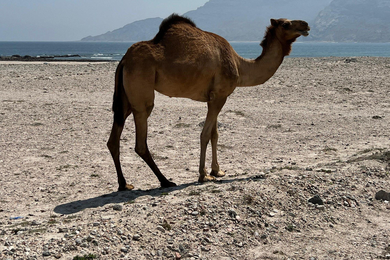 Salalah: Coastal Highway Tour to Fushi Dunes & Hasik Beach