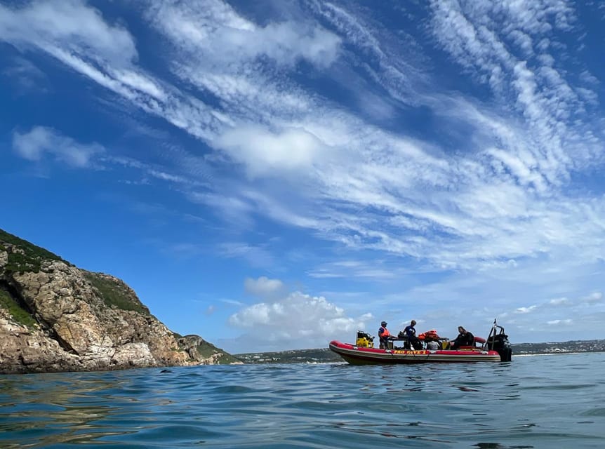 Plettenberg Bay: Swim with the Seals | GetYourGuide