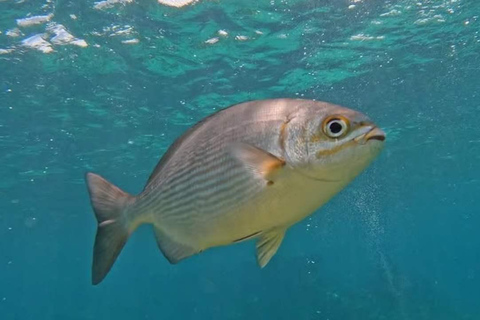 Private: ScubaDoo Underwater Scooter and Snorkel Tour